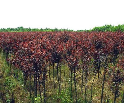 「圖」紅葉李 綠化苗木 灌木 紅紫色的葉子 2年苗 風景樹 批發苗木7