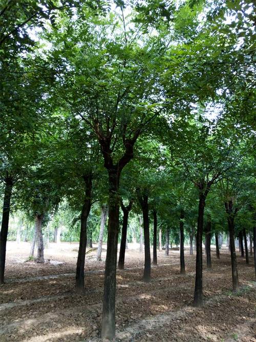 國槐報(bào)價(jià)|泰安瀅涵苗木|沈陽國槐_國槐報(bào)價(jià)移動版
