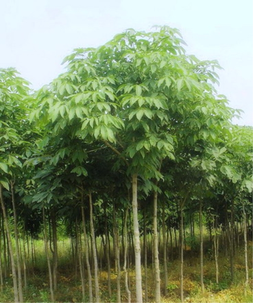 七葉樹-浙江省海寧市長安苗木桑苗示范園區(qū) 產(chǎn)品展示(浙江.