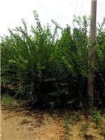 泰安劃算的榆葉梅供應:臨沂榆葉梅-山東科大苗木基地提供泰安劃算的榆葉梅供應:臨沂榆葉梅的相關介紹、產品、服務、圖片、價格山東3公分銀杏苗基地促銷裝歡迎咨詢136【4538】6501、百日紅、櫻花、白皮松、紅楓、法桐、