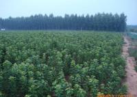 櫻桃樹(shù)苗紅燈、美早、早黃金[供應(yīng)]_綠化苗木_世界工廠網(wǎng)中國(guó)產(chǎn)品信息庫(kù)