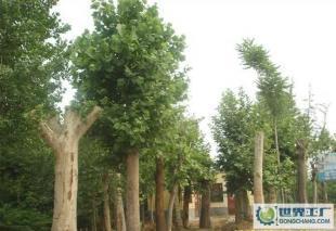 低價(jià)0法桐、欒樹(shù)、合歡、國(guó)槐、柳樹(shù)等常規(guī)苗木_農(nóng)副產(chǎn)品_世界工廠網(wǎng)中國(guó)產(chǎn)品信息庫(kù)