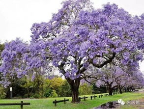 普通苗圃種植戶如何借助互聯(lián)網(wǎng),降低成本,讓利潤(rùn)增值