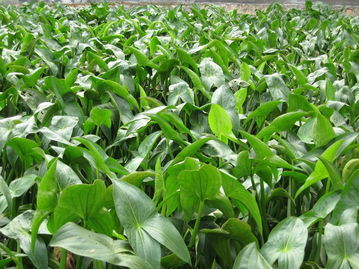 銷售慈姑 供應(yīng)慈姑 綠美源苗木園藝場(chǎng)