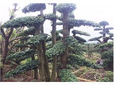 瀏陽(yáng)柏湖苗木專業(yè)合作社產(chǎn)品展示