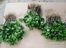 綠化吸污車批發_綠化吸污車批發圖片_綠化吸污車批發細節圖_慧聰網產品庫