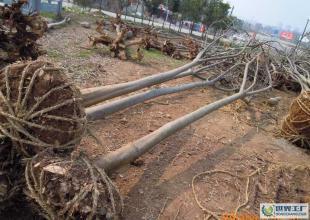 大量低價(jià)供應(yīng)綠化苗木野生欒樹全冠_農(nóng)副產(chǎn)品_世界工廠網(wǎng)中國產(chǎn)品信息庫