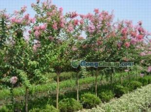 供應咨詢優質紫薇 前來參觀5cm紫薇苗木 紫薇基地信息 1391_農副產品_世界工廠網中國產品信息庫