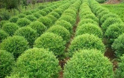 苗木種植需要那些工具