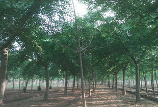 北京博雅森綠化苗木銷(xiāo)售公司