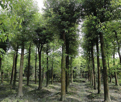 香樟樹種植前景如何?香樟樹種植效益分析