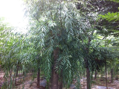 山東萬畝苗木大量出售西湖垂柳-山東萬畝苗木培育基地提供山東萬畝苗木大量出售西湖垂柳的相關介紹、產品、服務、圖片、價格13-14公分紅葉碧桃樹苗、5公分龍柱碧桃價格、3公分菊花碧桃小苗、8公分法桐基地、速生白蠟樹苗、山東國槐樹基地、