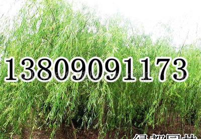 【長期各種規(guī)格垂柳,樹形優(yōu)美,冠幅勻稱(圖)】價(jià)格_廠家_圖片