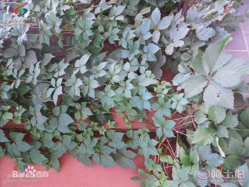 【遼寧五葉/三葉地錦 爬山虎小苗 新疆爬山虎 內(nèi)蒙三葉地錦哪里買】002,價(jià)格,廠家,供應(yīng)商,花木,開原市富春苗木經(jīng)銷處 - 產(chǎn)品庫