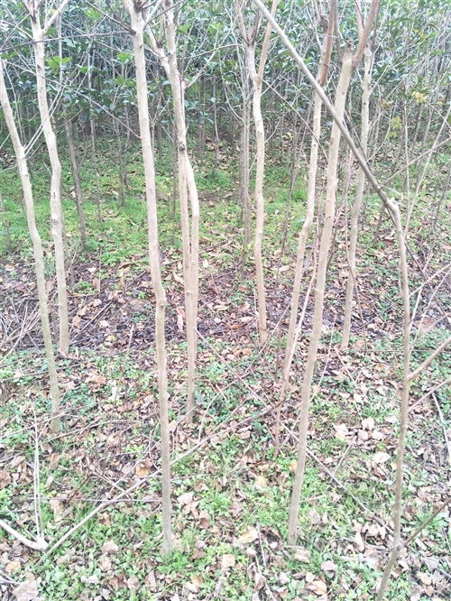 大量出售占地綠化苗木