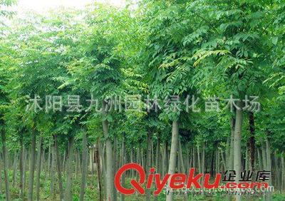 批發華山松,羅漢松,雪松,規格全,貨源足。-沭陽縣九洲園林綠化苗木場提供批發華山松,羅漢松,雪松,規格全,貨源足。的相關介紹、產品、服務、圖片、價格沭陽縣九洲園林綠化苗木場、花卉苗木;苗木種子;景觀木屋