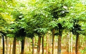 供應綠化苗木價格_供應綠化苗木廠家_世界工廠網產品信息庫