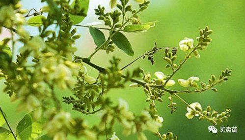 未來幾年,種植什么苗木比較賺錢