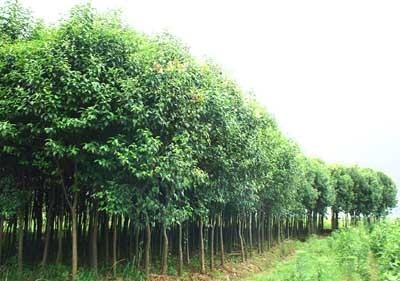 快熟育苗方法,葡萄,葡萄苗,葡萄苗木產品信息|中國農業網