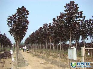 供應全紅楊、紅桂、紅葉石楠等綠化苗木_農副產品_世界工廠網中國產品信息庫