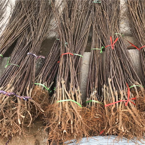 【短枝紅富士蘋果苗哪里批發、短枝紅富士蘋果苗價格】- 