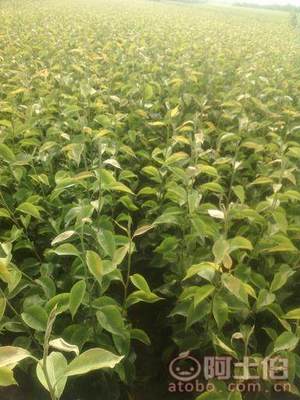 占地棗樹市場解析：2018年價格、產地與供應商概覽