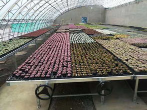 安平縣漢明育苗設備廠 專業助力林業種植，高效育苗設備引領行業