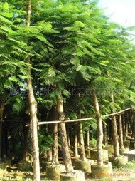 綠化苗木產(chǎn)品清單 - 第241頁(yè)苗木精選