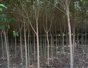 高桿女貞苗木圖片與南京市浦口區(qū)永賢苗圃場(chǎng)的專業(yè)種殖業(yè)務(wù)