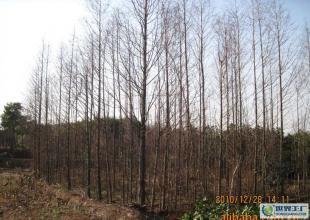 合肥優(yōu)質(zhì)水杉苗木供應(yīng)，綠化工程優(yōu)選，規(guī)格齊全直達(dá)世界工廠網(wǎng)