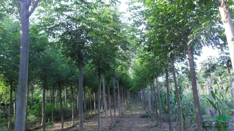 河南黃山欒樹種植基地 專業(yè)批發(fā)與價格指南